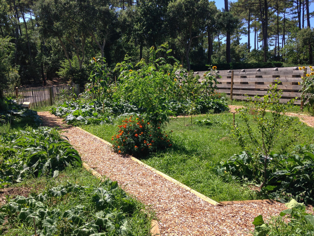 Vegetable garden, gravel paths, plants at LIBRANOO Naturiste Arnaoutchot campsite, Landes.