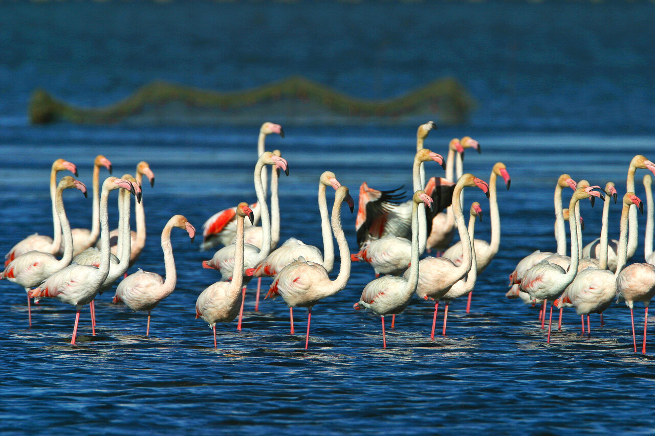 Pink flamingos in the Ebro Delta lagoons, near Deltebre, Tarragona.