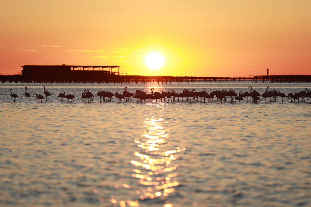 Flamingos in water at sunset, CAPFUN Aube in Deltebre, Tarragona.
