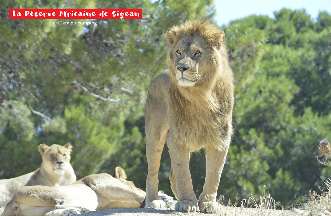 Majestic lion at Sigean African Reserve, a must-visit attraction near the campsite.
