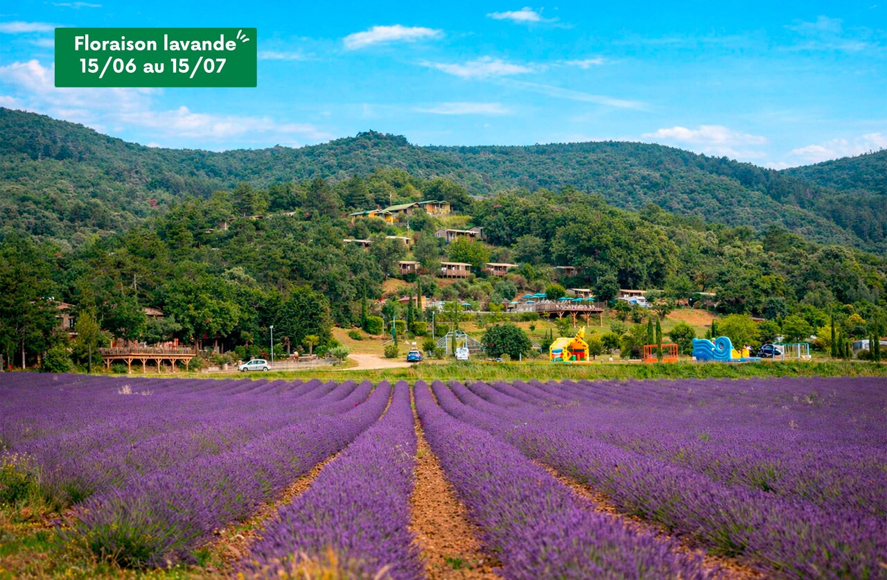 Flowering lavender field, accommodations and children's games at CLICOCHIC Bastets campsite in Marsanne (26).