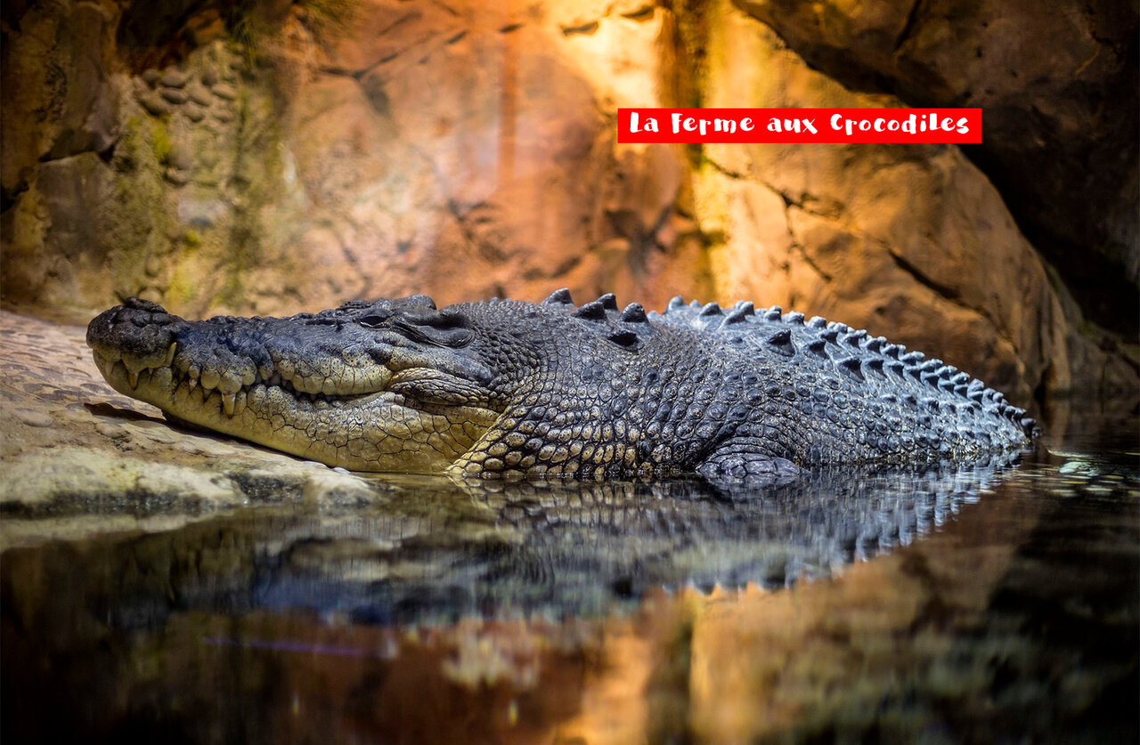 Large crocodile at La Ferme aux Crocodiles, an attraction to visit near the campsite.