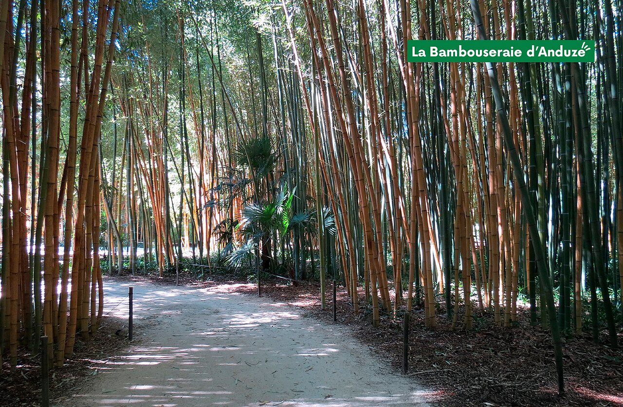 Shady path in the beautiful Bambouseraie d'Anduze, a must-visit near Gard.