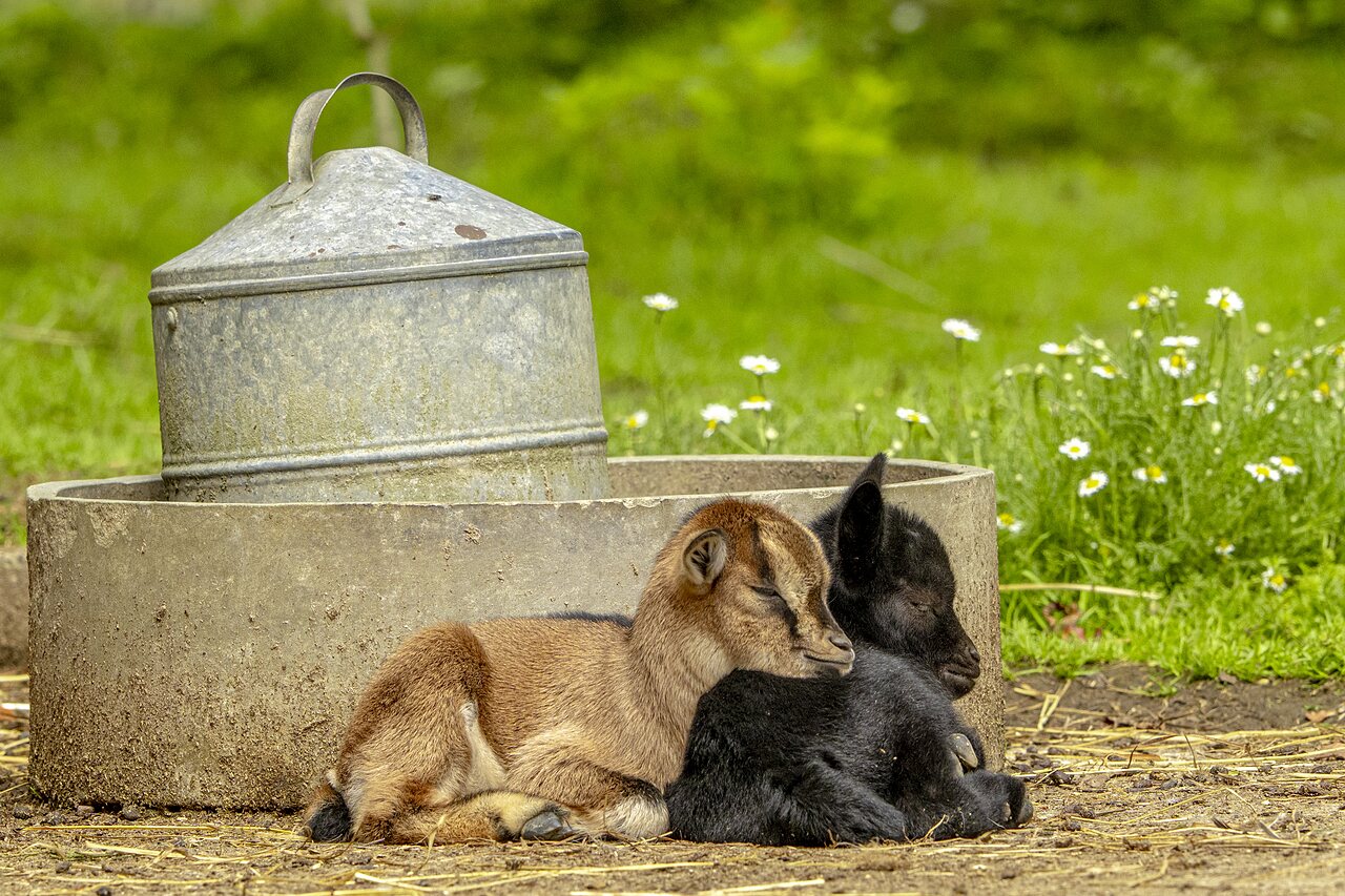 Two sleeping goat kids near a feeder at CAPFUN Ch�teau de Galin�e campsite.