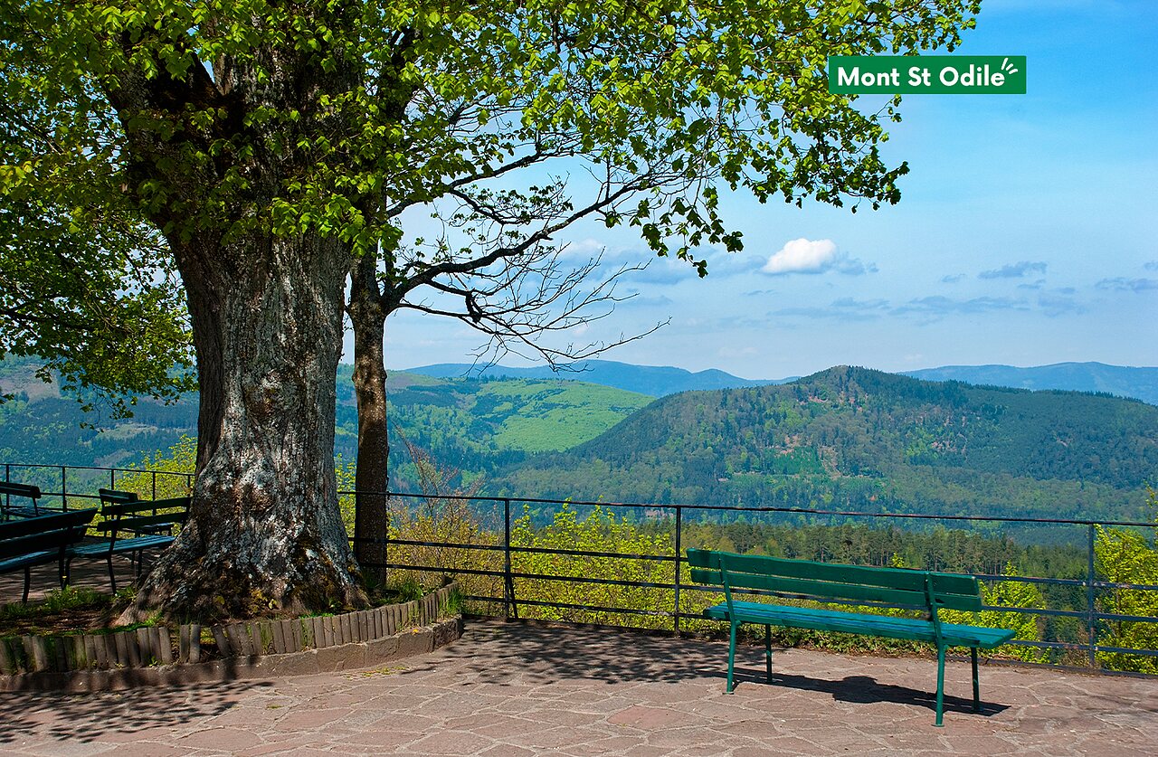 Panoramic view from Mont Sainte-Odile, a historic site in Alsace.