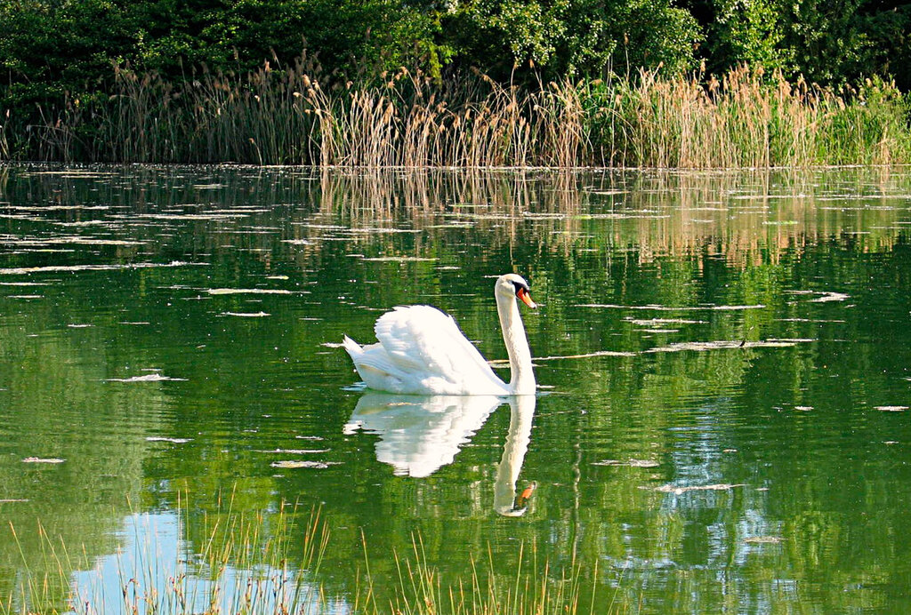 Au Clair Ruisseau, Holiday Park Alsace - 10