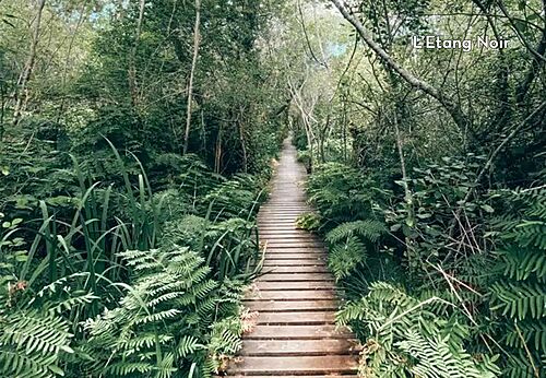 Wooden boardwalk in L'Étang Noir forest, a place to visit near Tosse.