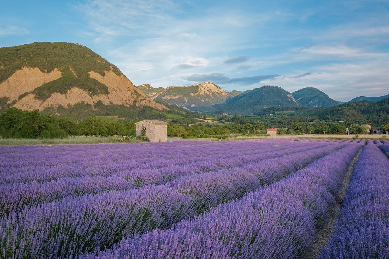 Purple lavender field and green mountains at CLICOCHIC Couriou campsite in Recoubeau-Jansac.