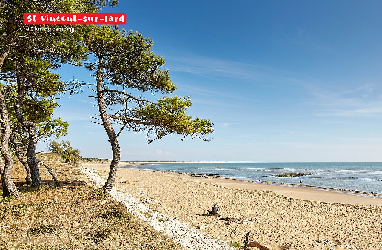 Sandy beach and maritime pines in Saint-Vincent-sur-Jard, Vend�e.