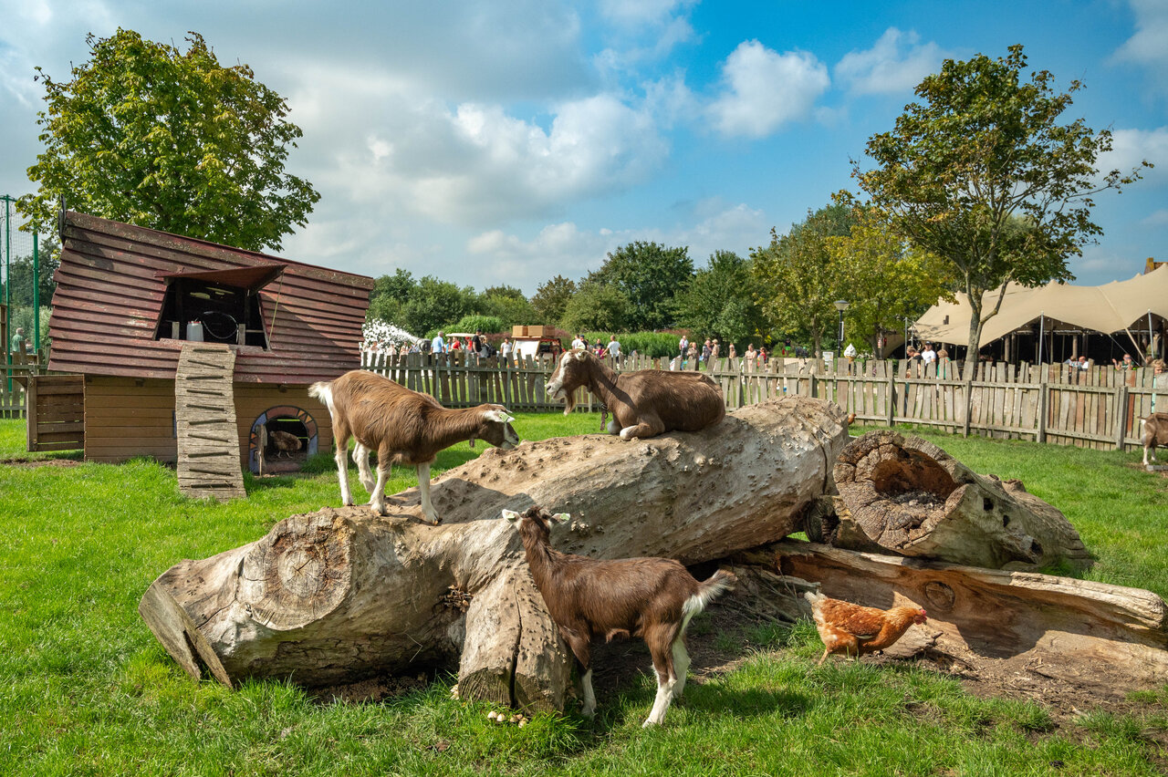Goats and chicken in the animal area at CAPFUN De Bongerd, Tuitjenhorn.