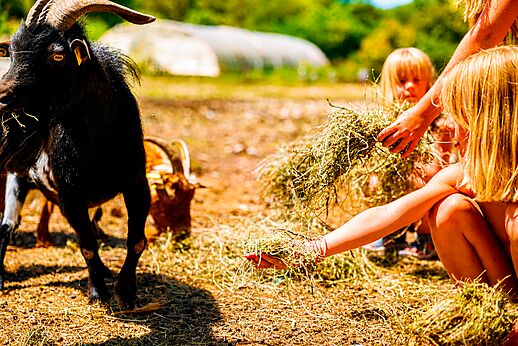 Children feeding goats at the mini-farm of LIBRANOO Naturiste Belezy campsite in Bédoin (84).