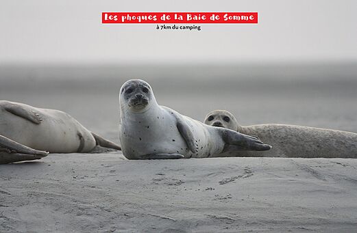 Grey seals and harbor seals resting on the sand of the Somme Bay.