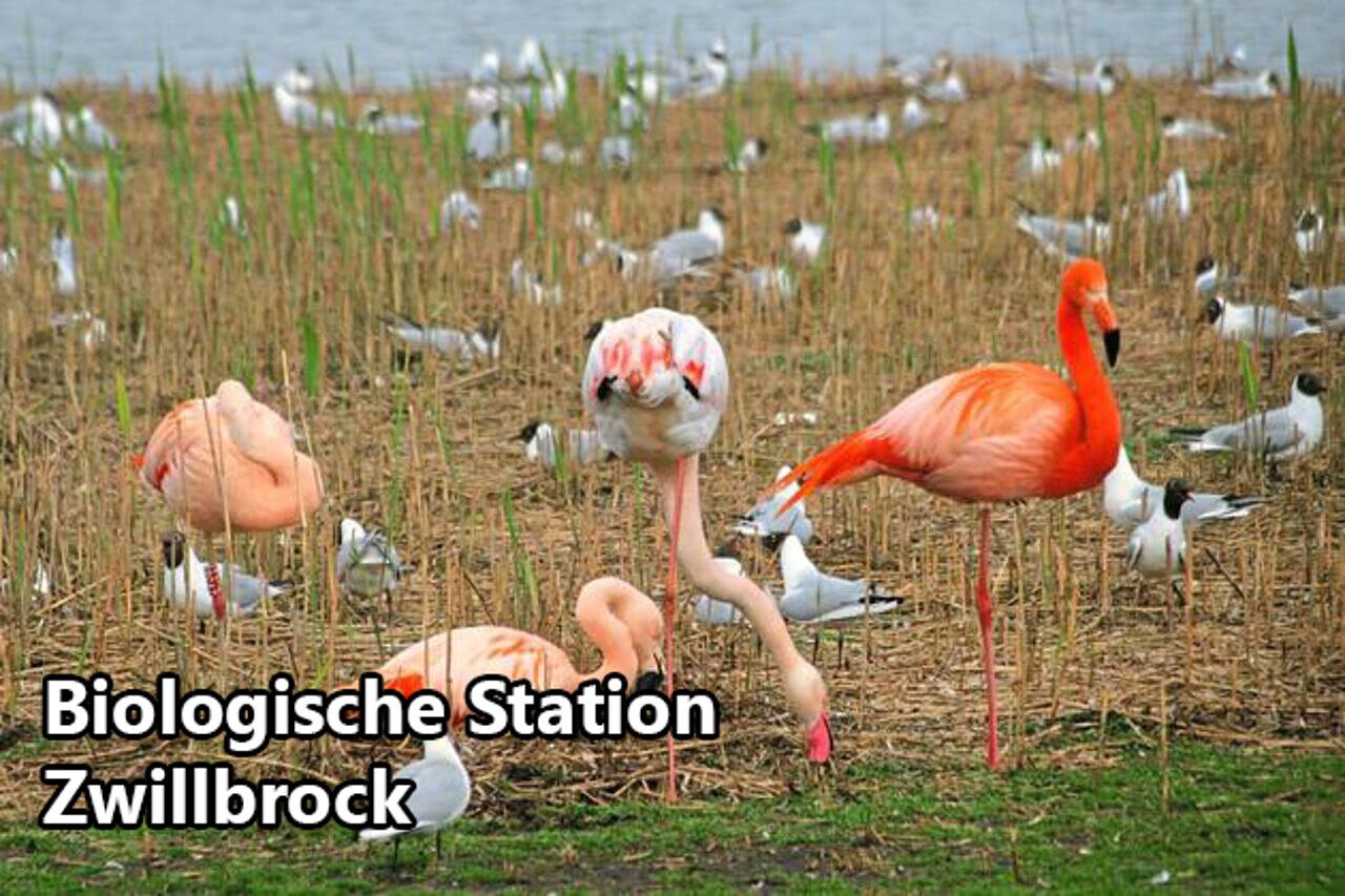 Flamingos and birds at Biologische Station Zwillbrock, a place to visit.