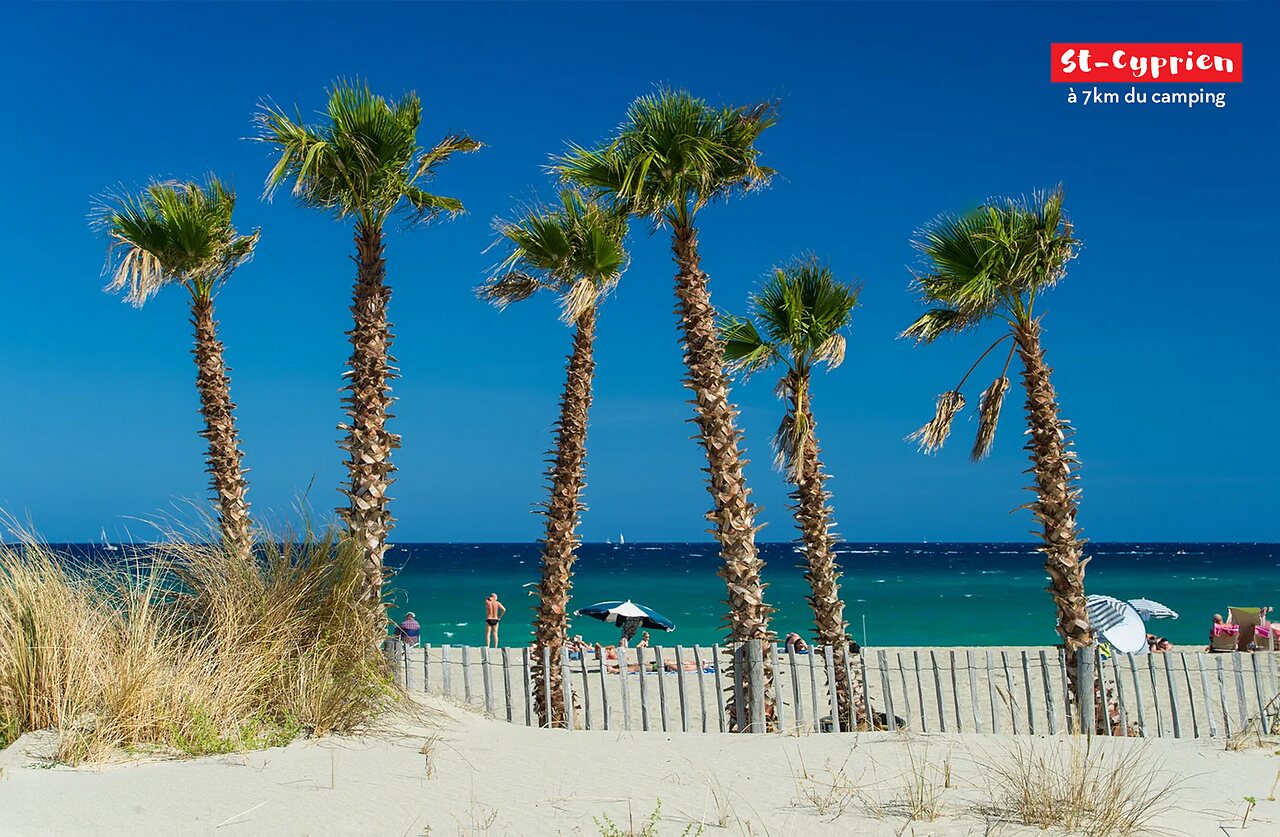 Fine sandy beach and palm trees in St-Cyprien, Pyr�n�es-Orientales.