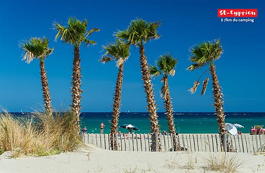 Fine sandy beach and palm trees in St-Cyprien, Pyrénées-Orientales.