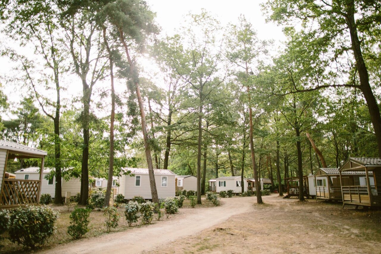 Modern mobile homes shaded by trees, at camping CLICOCHIC La For�t d'Azal�e.