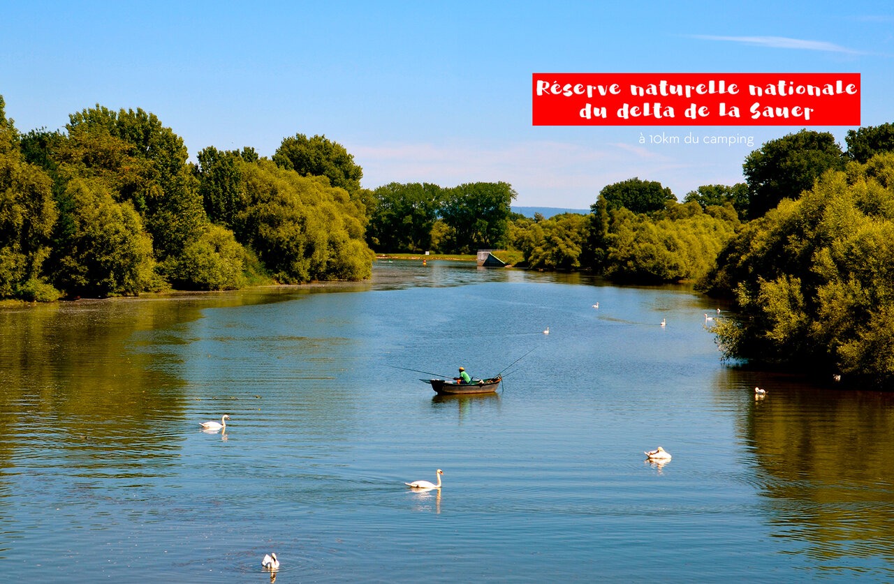 Sauer Delta National Nature Reserve, fisherman in boat and swimming swans.