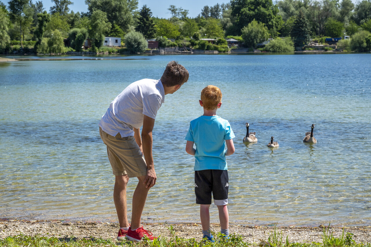 Lake, geese, CAPFUN Fort Falabraque campsite, Seltz (67).