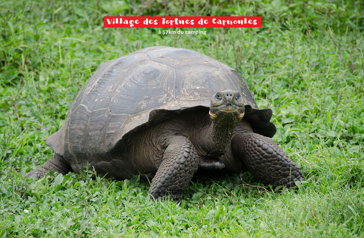 Giant tortoise from the Turtle Village of Carnoules, Var, Provence-Alpes-C�te d'Azur.