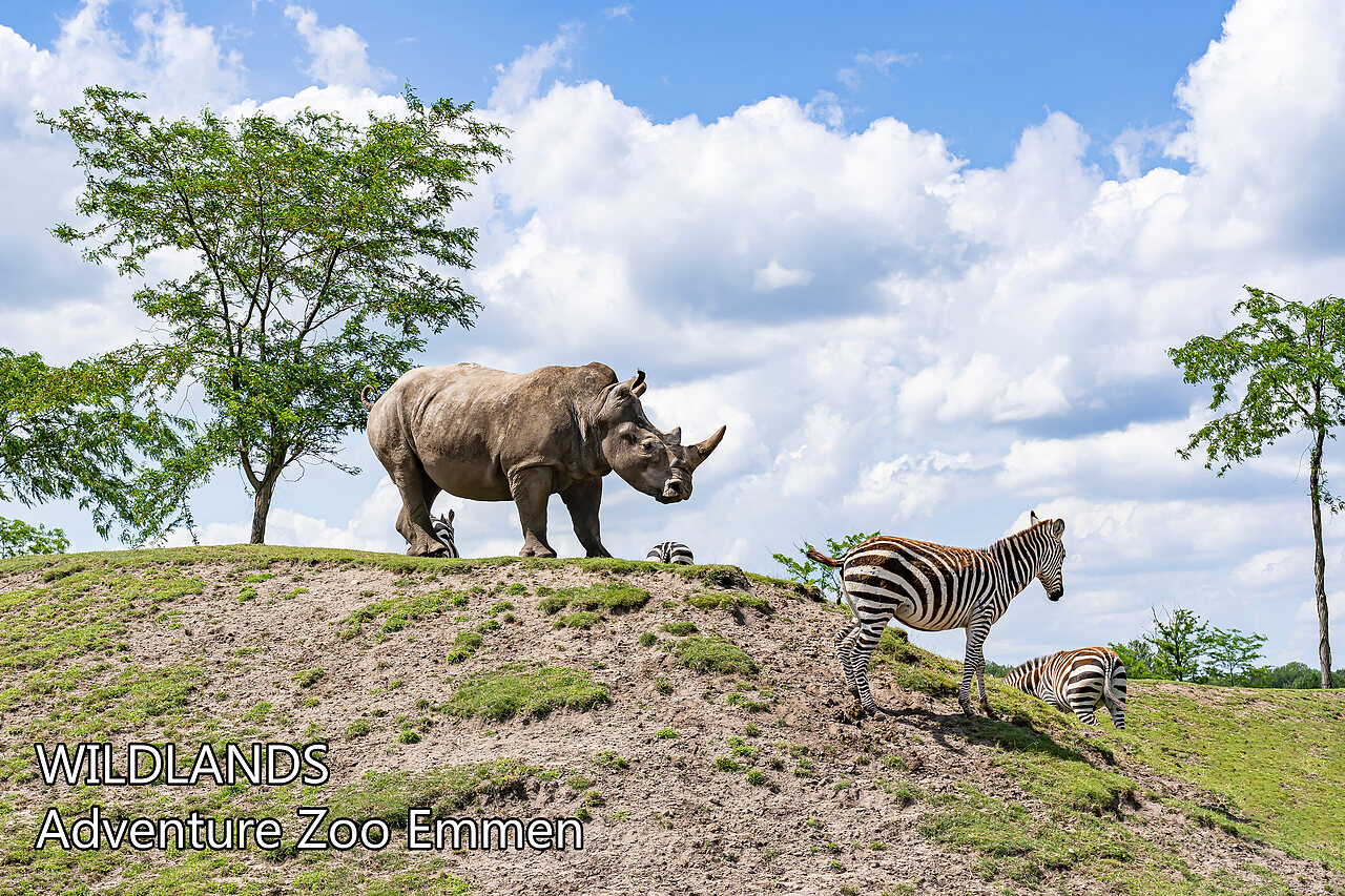 Rhinoceros and zebras at WILDLANDS Adventure Zoo Emmen, Netherlands.