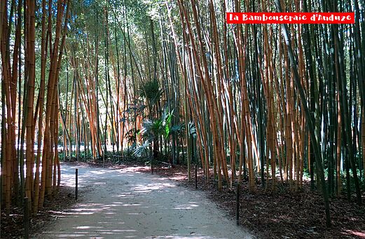 Shady path through the Bambouseraie d'Anduze, an exotic garden near Alès.