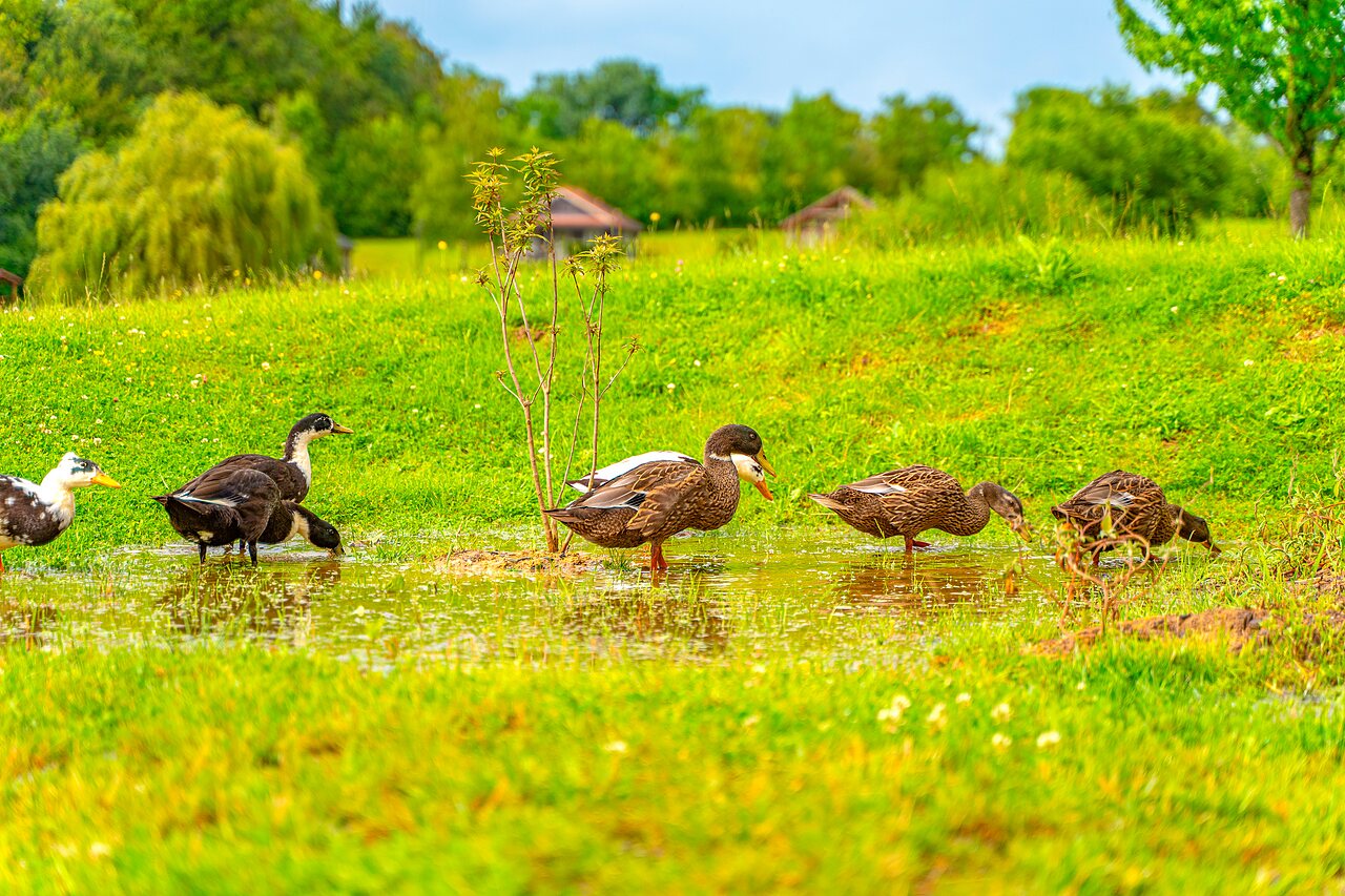 Ducks in a puddle, lush green grass at CAPFUN Grand Cerf campsite in Gimouille (58).