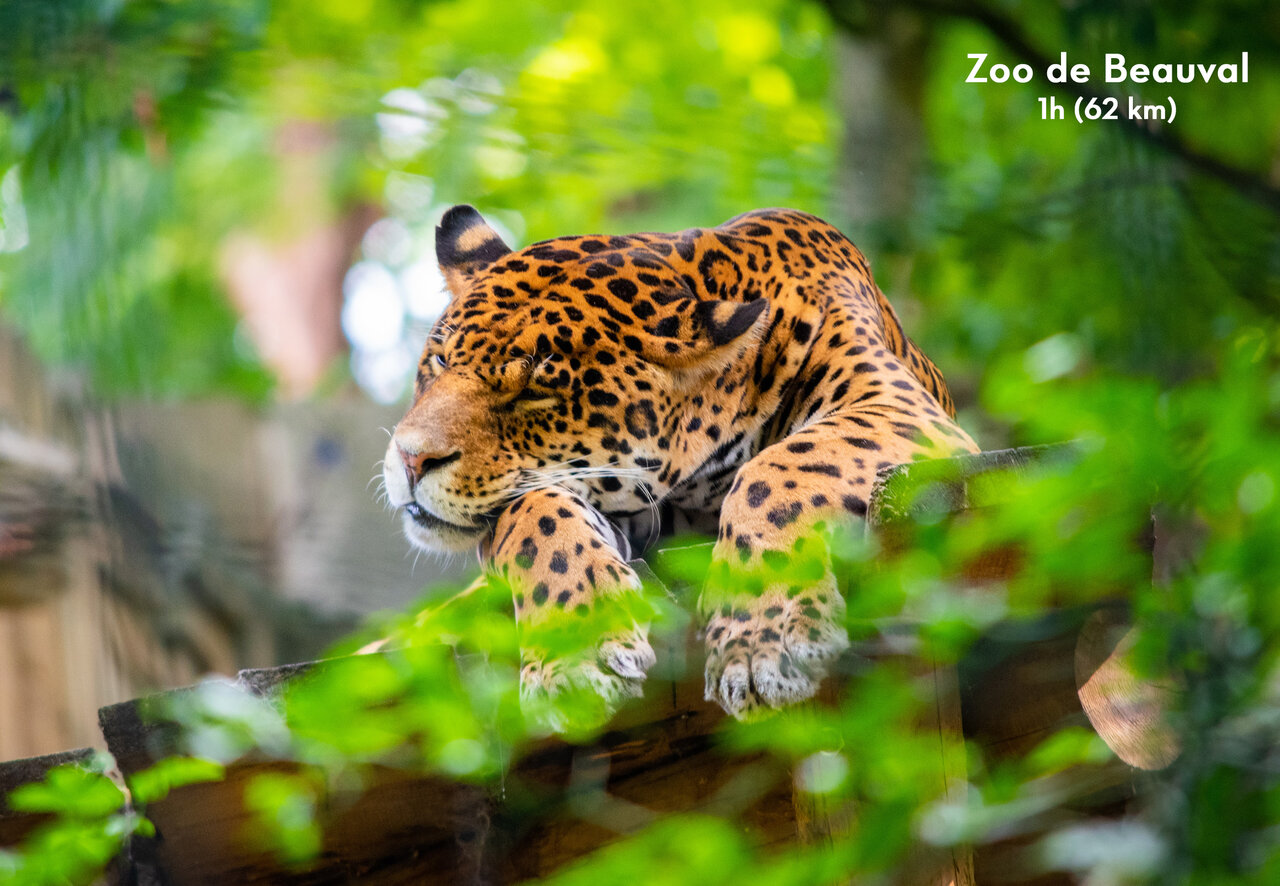 Jaguar resting at ZooParc de Beauval, a major attraction near Su�vres (41).