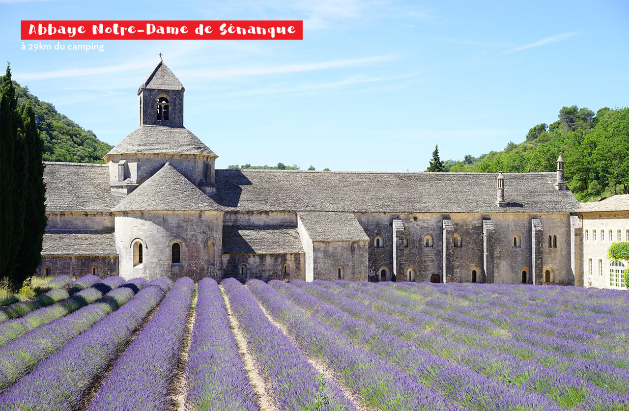Notre-Dame de S�nanque Abbey and lavender fields, a must-visit place in Provence.