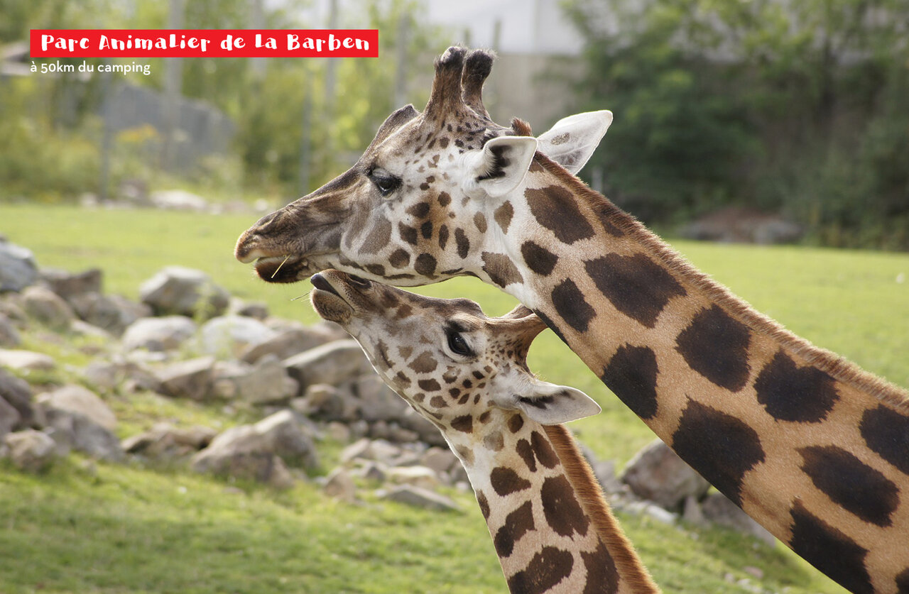 Adult giraffe and calf at Parc Animalier de La Barben, a place to visit.