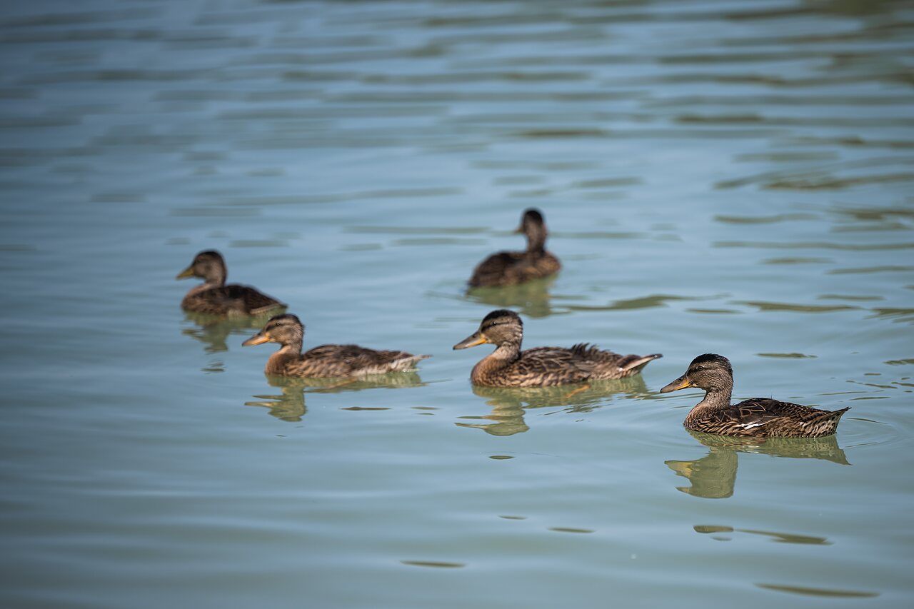 Ducks on the lake at CAPFUN Lac des 3 Vall�es in Lectoure.
