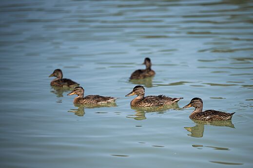 Ducks swimming in the water at CAPFUN Lac des 3 Vall�es, Lectoure.
