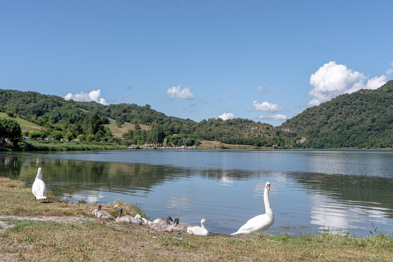 Swan family by the lake, camping pitches at CLICOCHIC Lac du Lit du Roi.