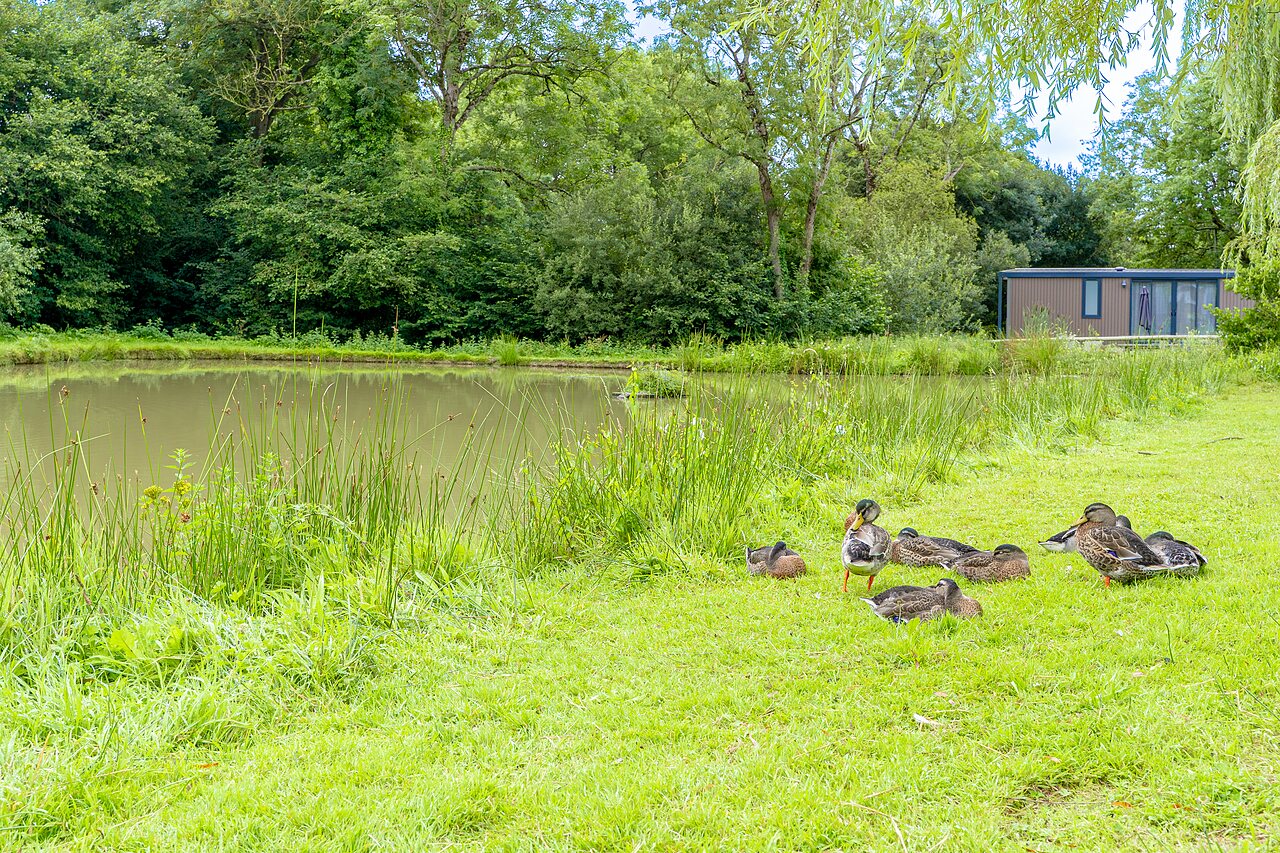 Ducks by natural pond, Mobile-home, camping VAGUES OCEANES Les Iles, Hudimesnil (50).