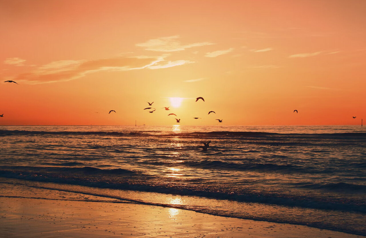 Beach, sun, birds at VAGUES OCEANES Licorne campsite in Dunkerque (59).