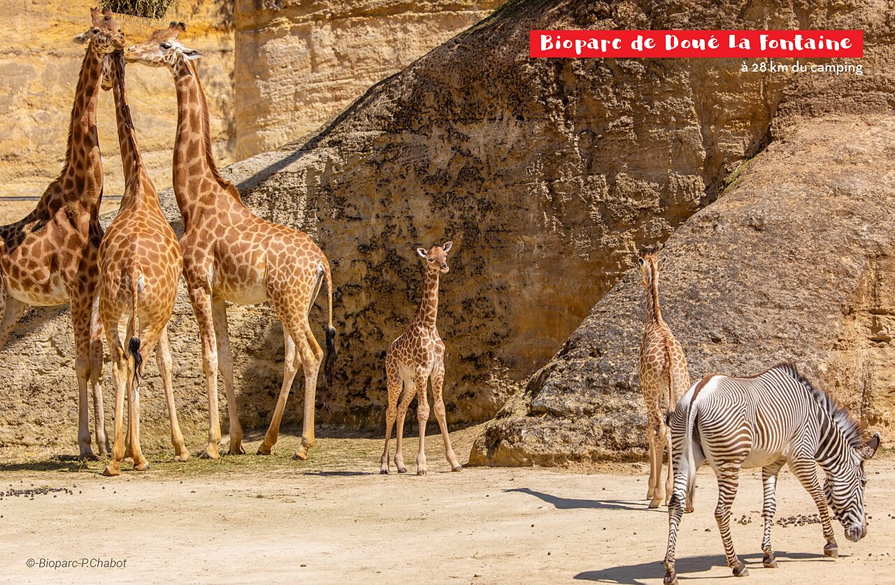Giraffes, calves and zebra at Bioparc de Dou�-la-Fontaine, near Saumur.