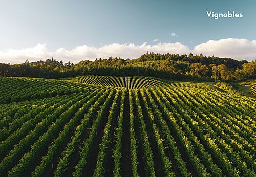 Extensive green rolling vineyards, natural landscapes to discover near Bazas.