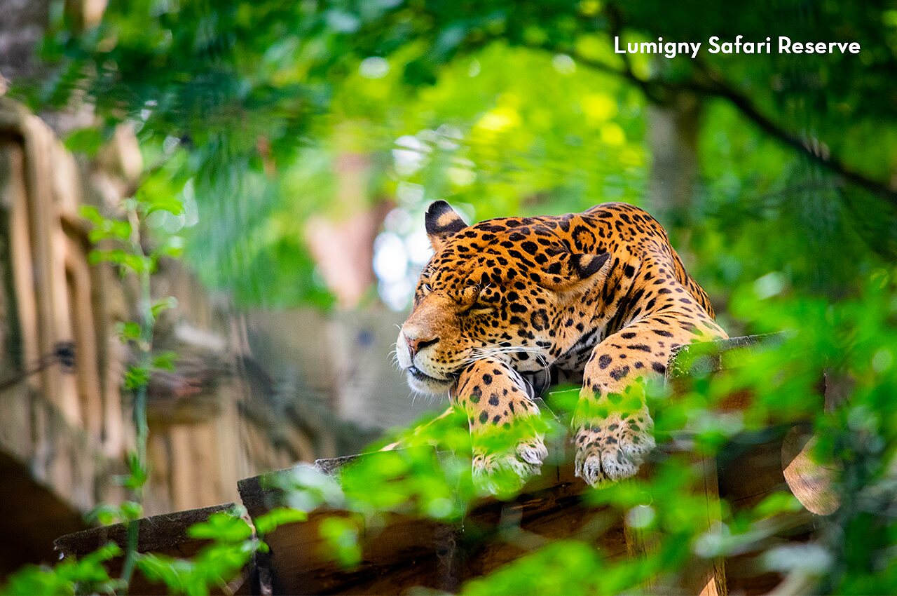 Spotted jaguar resting at Lumigny Safari Reserve, visit near the campsite.