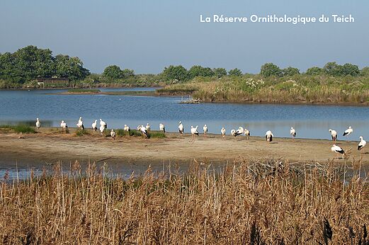 Storks in Teich Ornithological Reserve, near Pyla sur Mer.
