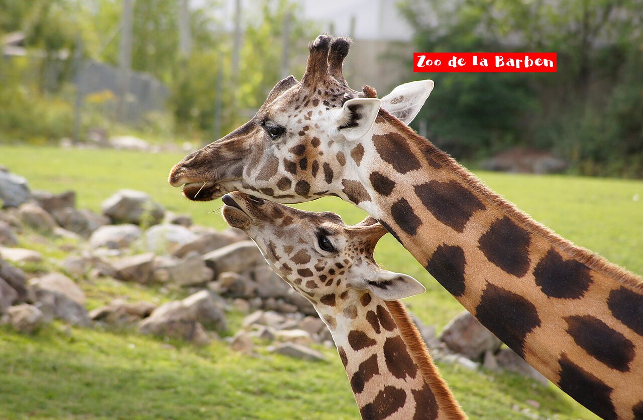 Adult giraffe and calf at Zoo de La Barben, a nearby attraction.
