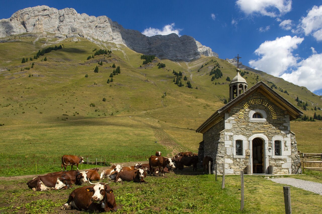 Mountain chapel, cows, alpine landscape at CAPFUN Plan du Fernuy in LA CLUSAZ (74).