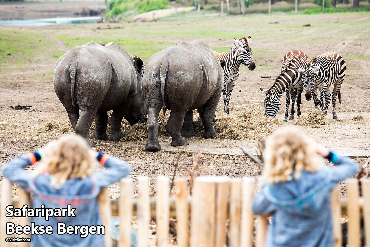 Rhinos and zebras observed by children at Safaripark Beekse Bergen, Netherlands.