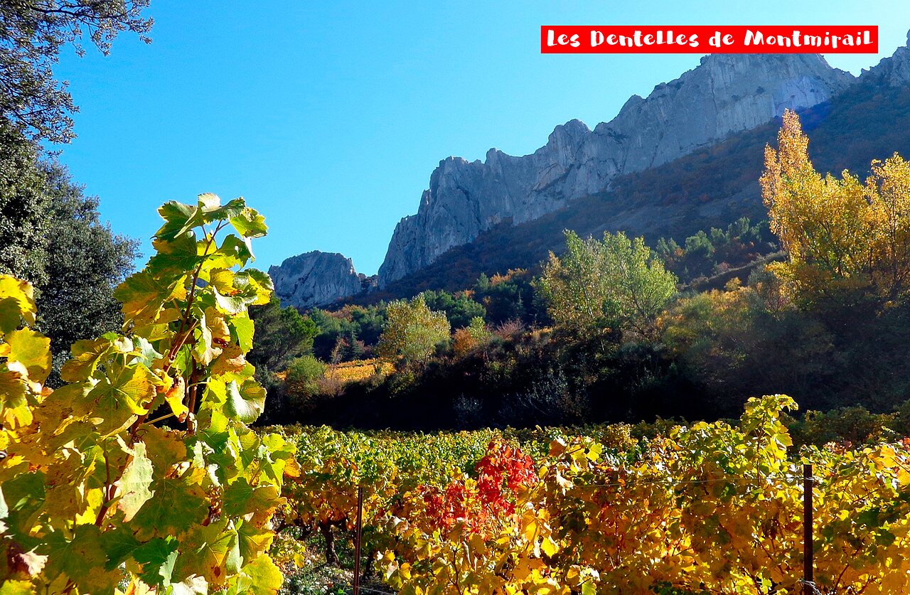 Les Dentelles de Montmirail and colorful vineyards, a must-see site in Provence.