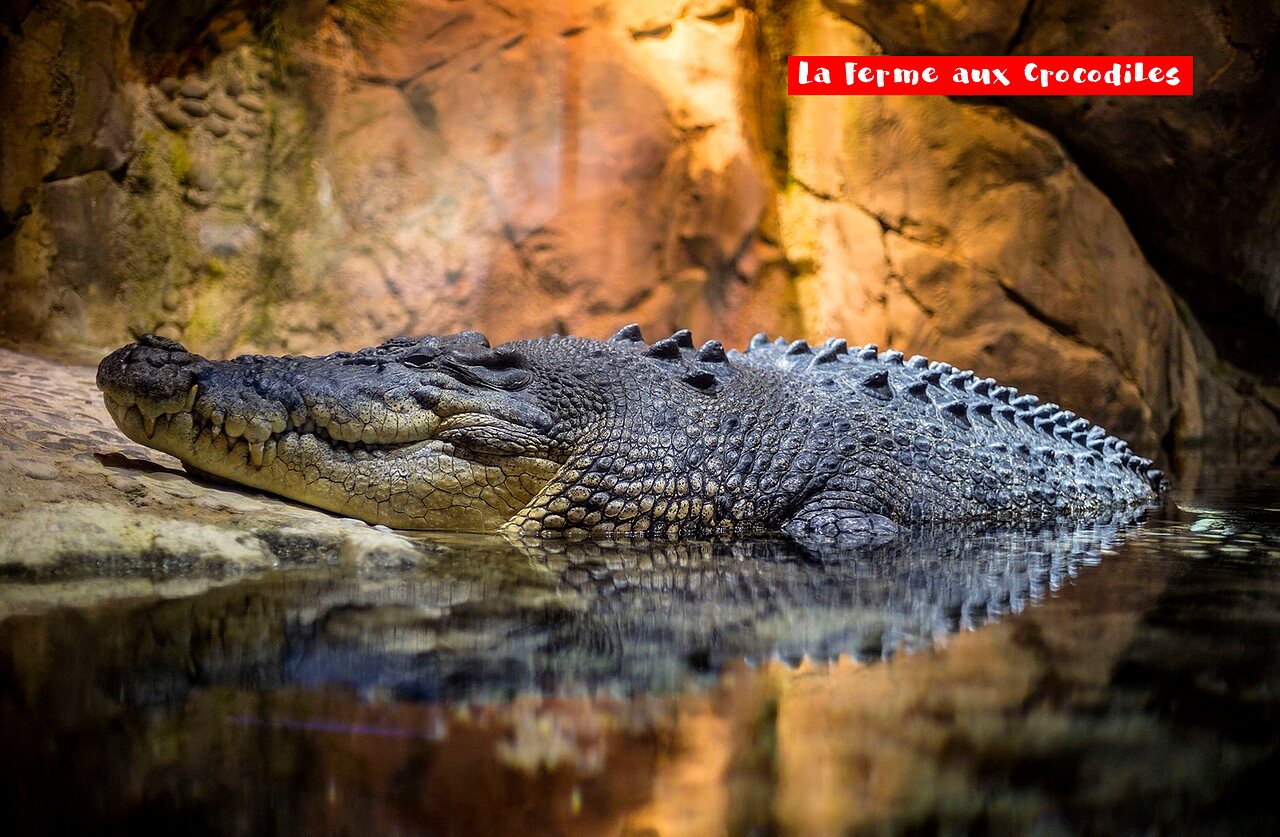 Large crocodile in water, La Ferme aux Crocodiles, attraction to visit near campsite.