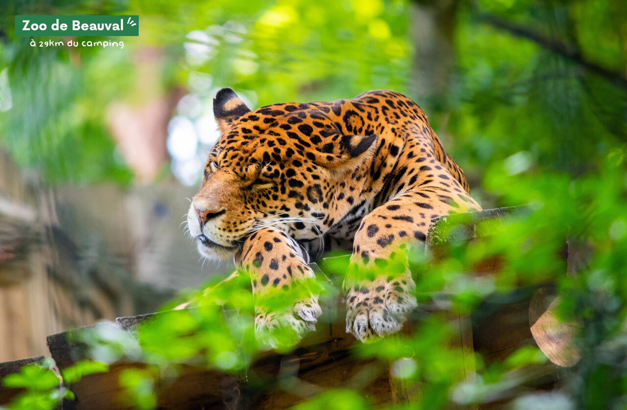 Jaguar resting at Zoo de Beauval, a place to visit near the campsite.