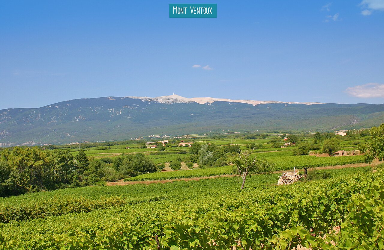 Majestic Mont Ventoux overlooking Provence vineyards, a must-visit place.
