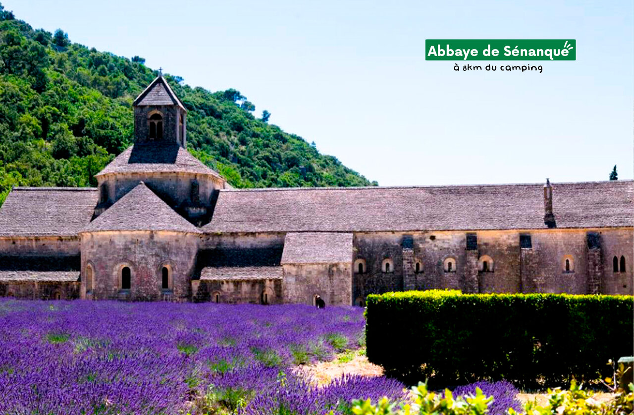 S�nanque Abbey surrounded by lavender fields near Gordes in Provence.