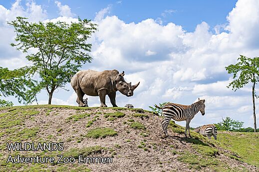 Rhinoceros and zebras at WILDLANDS Adventure Zoo in Emmen, Netherlands.