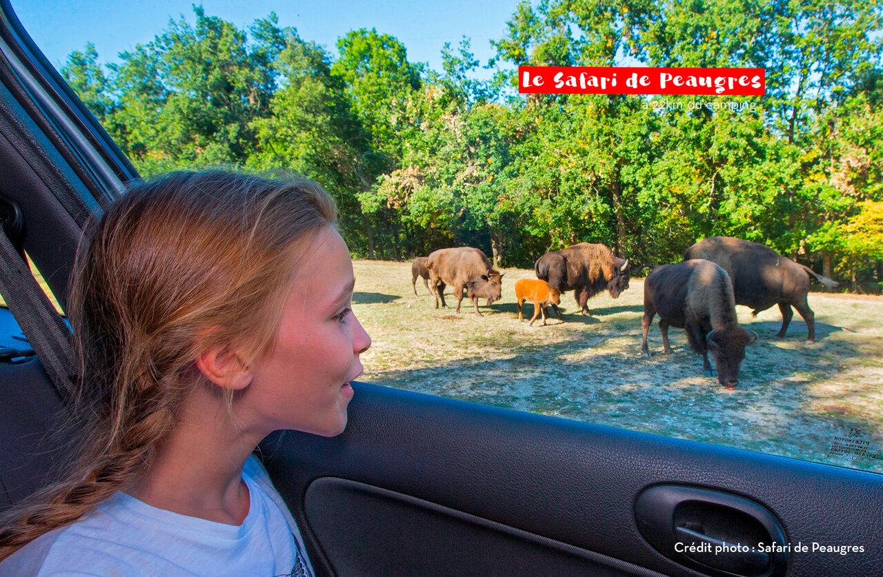 Child observing bison at Safari de Peaugres, an attraction near the campsite.