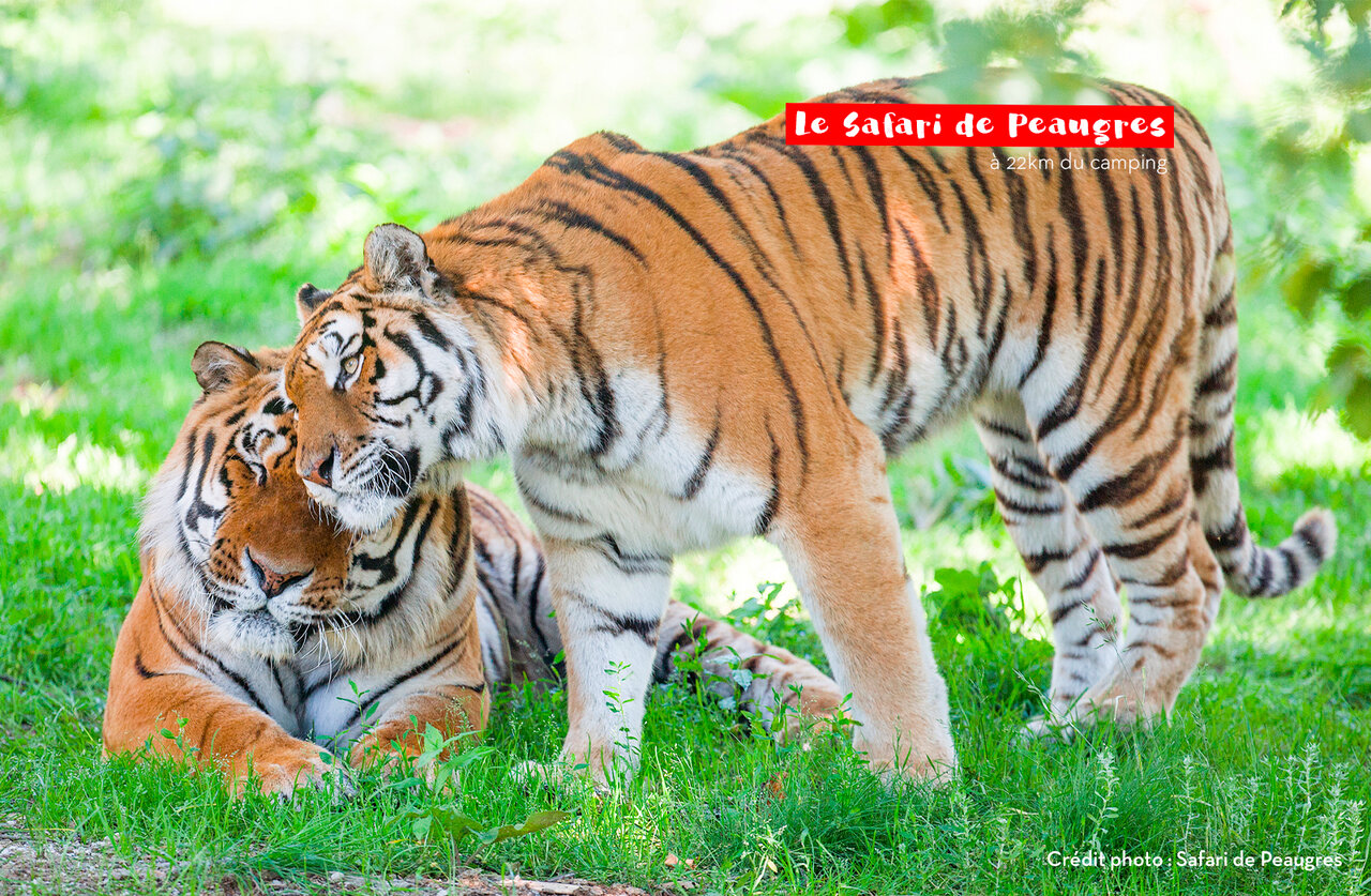 Two Bengal tigers at Safari de Peaugres, a nearby attraction to visit.