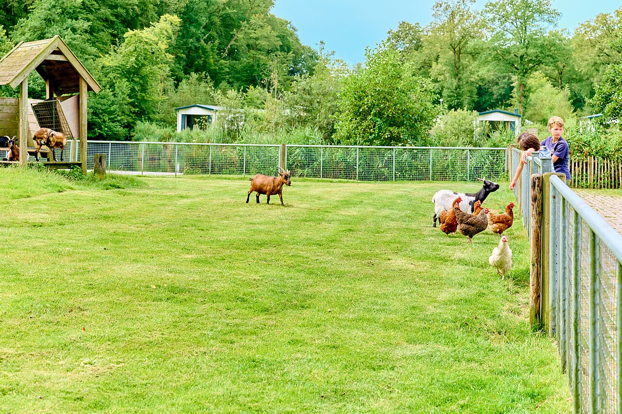 Children with goats and chickens at the mini-farm of CAPFUN De Waldsang campsite in Bakkeveen.